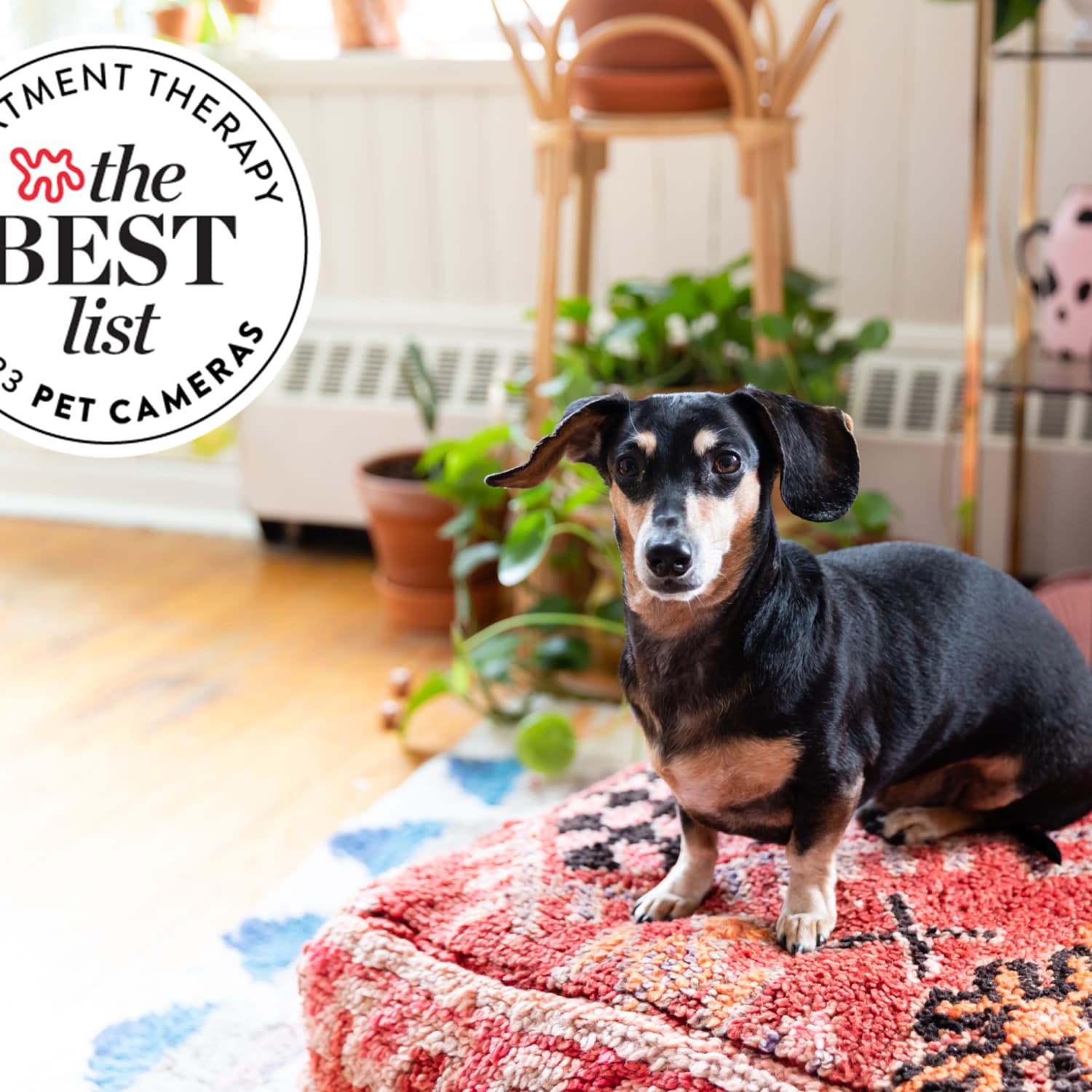 The Best Pet Cameras of 2023 Tested By Apartment Therapy Editors